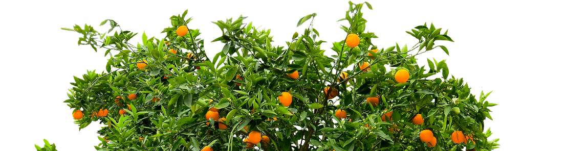 image bush