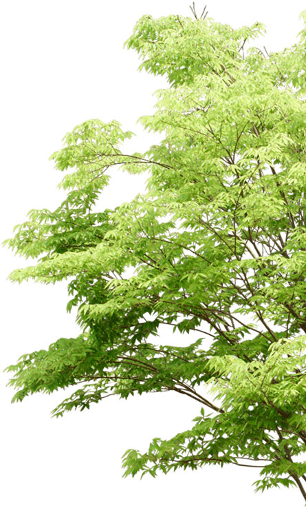partner tree